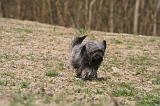 SKYE TERRIER 099